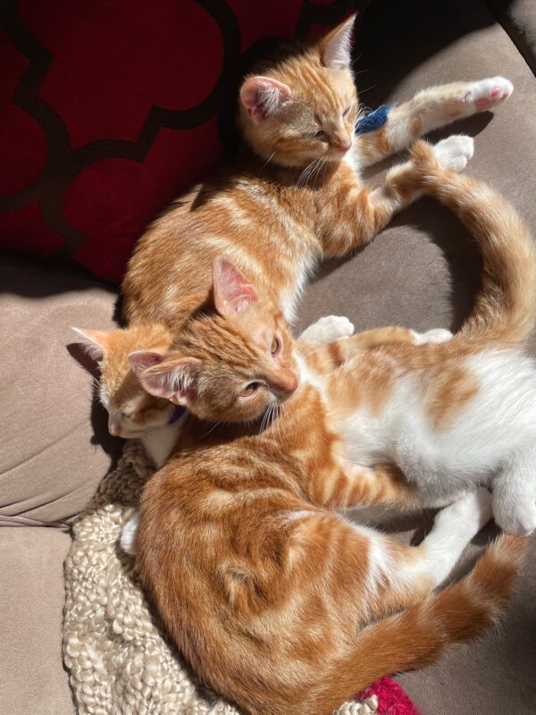 Tigger: Sweet, Spirited and Ready for Fun - Image 3