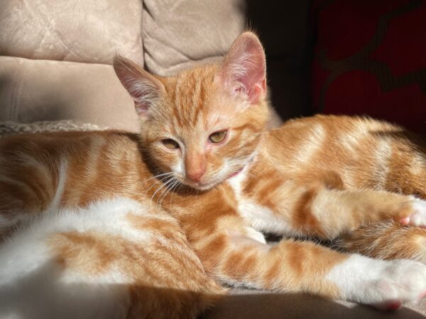 Tigger: Sweet, Spirited and Ready for Fun - Image 2