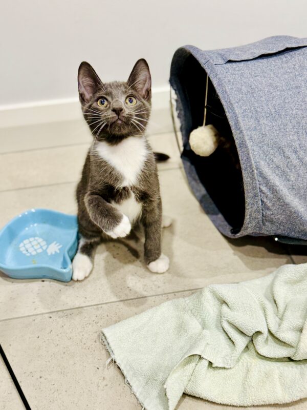 Dora and Tom - affectionate and playful little souls - Image 3