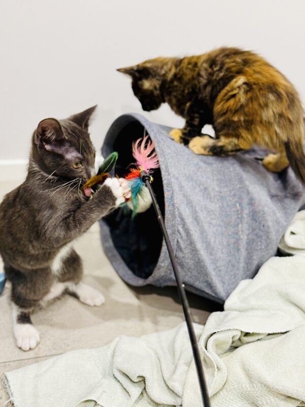 Dora and Tom - affectionate and playful little souls - Image 4