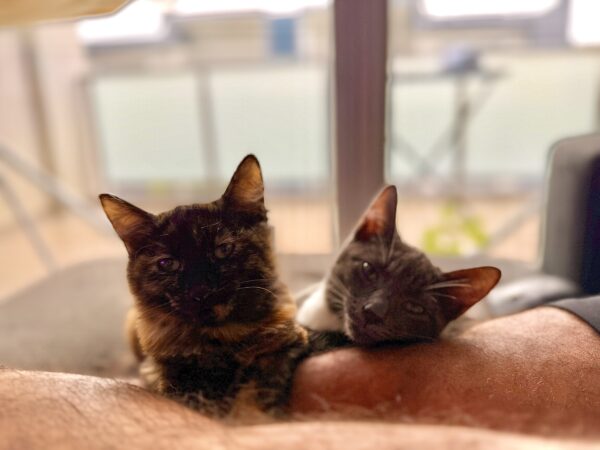 Dora and Tom - affectionate and playful little souls - Image 5