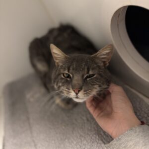 Jimmy - friendly and cuddly