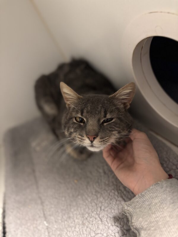 Jimmy - friendly and cuddly