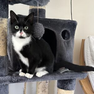 Panda - curious and endearing