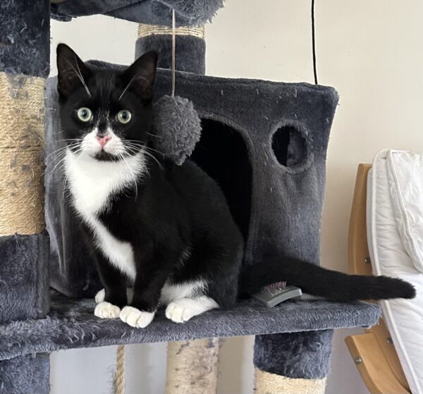 Panda - curious and endearing