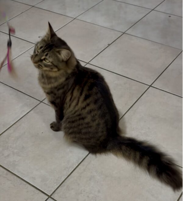 Pepper - sweet and sassy - Image 3