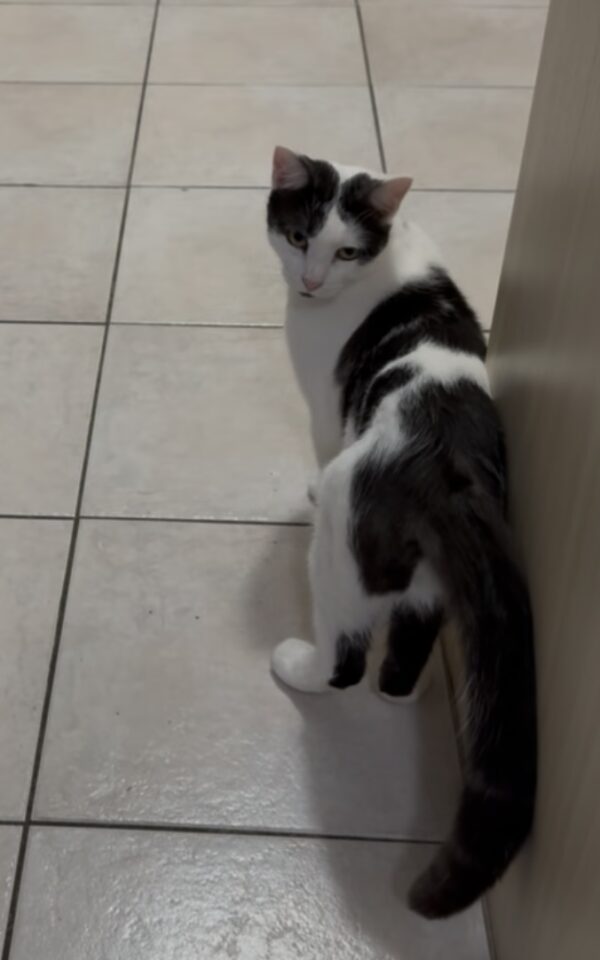 Dixie - curious little zoomer - Image 3