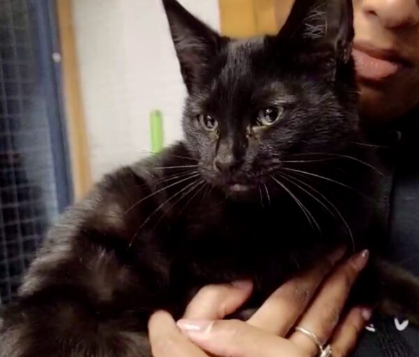 Cosmo - easygoing purr-machine - Image 2