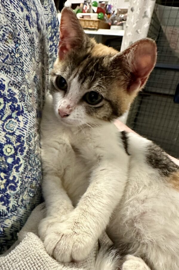 Ava - sweet and gentle
