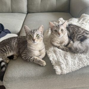 Luna and Pepper - the sweetest sibling duo