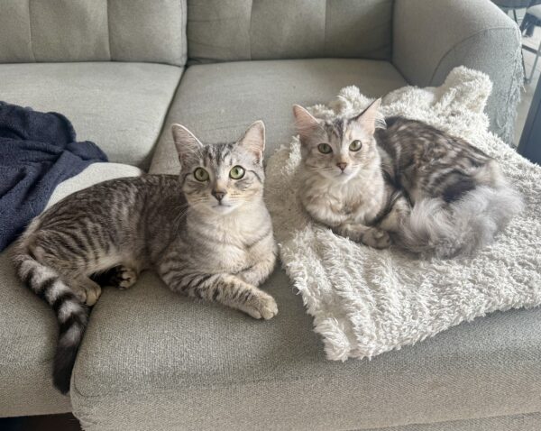 Luna and Pepper - the sweetest sibling duo