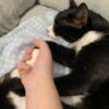 Mieka and Loki - a bond forged on the streets - Image 8