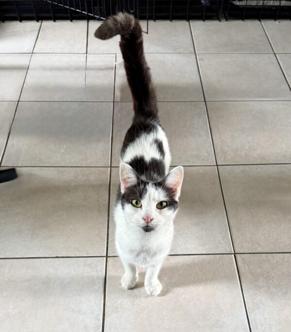 Dixie - curious little zoomer - Image 2