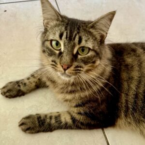 Pepper - sweet and sassy