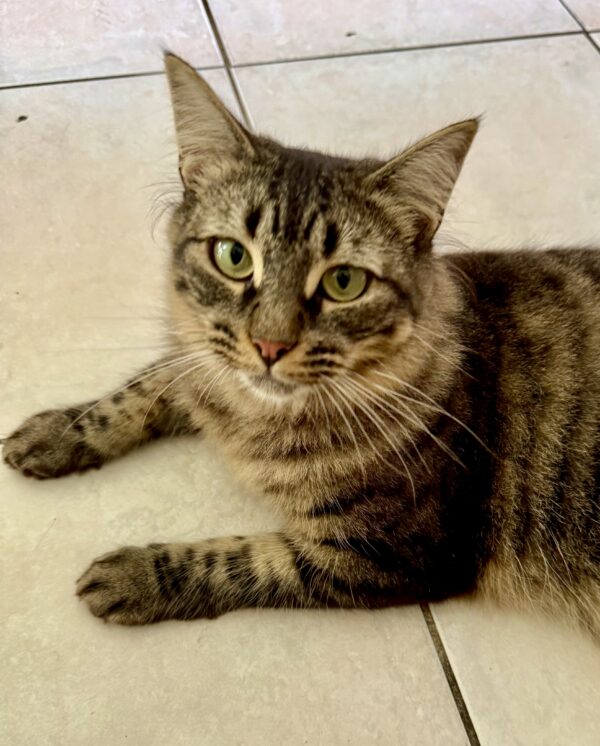 Pepper - sweet and sassy