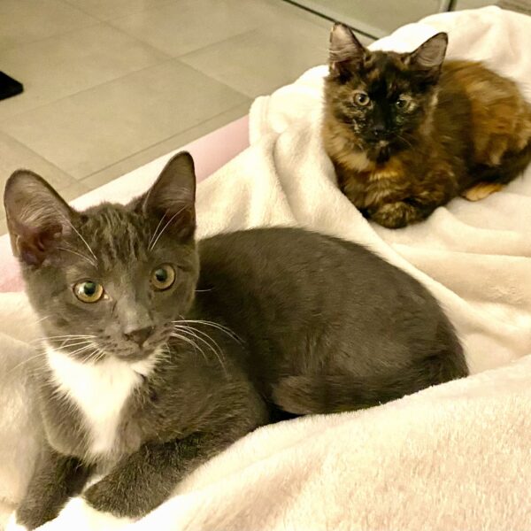Dora and Tom - affectionate and playful little souls