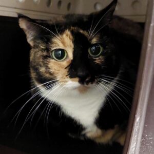 Calli - sweet shy girl
