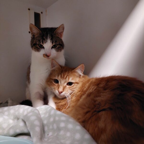 Sydney and Phoenix - friendly duo - Image 4