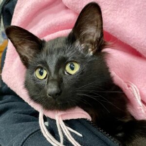Astrid - social and affectionate