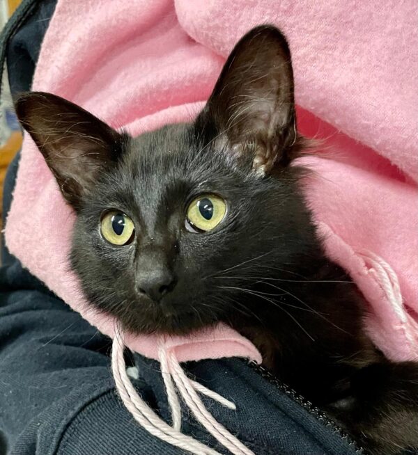 Astrid - social and affectionate