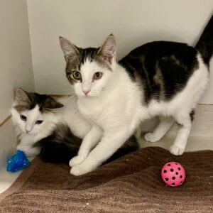 Choc and Chip - sweet boys