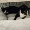 Mieka and Loki - a bond forged on the streets - Image 2