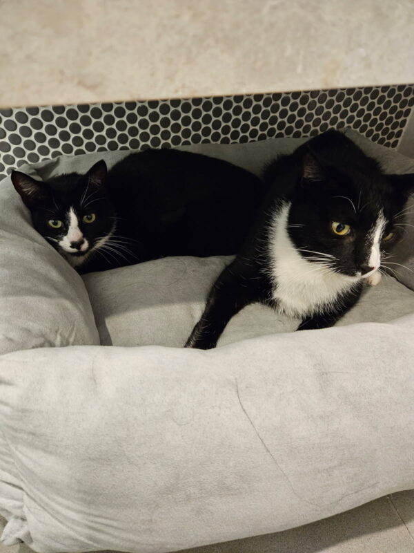 Mieka and Loki - a bond forged on the streets - Image 2