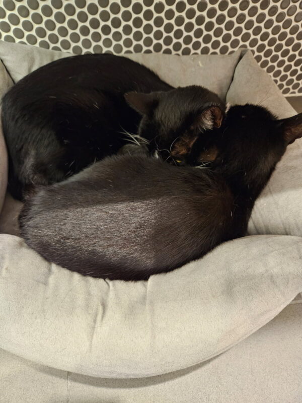 Mieka and Loki - a bond forged on the streets - Image 3