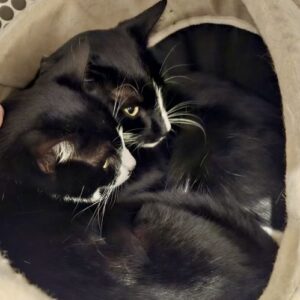 Mieka and Loki - a bond forged on the streets