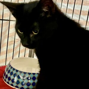 Cosmo - easygoing purr-machine
