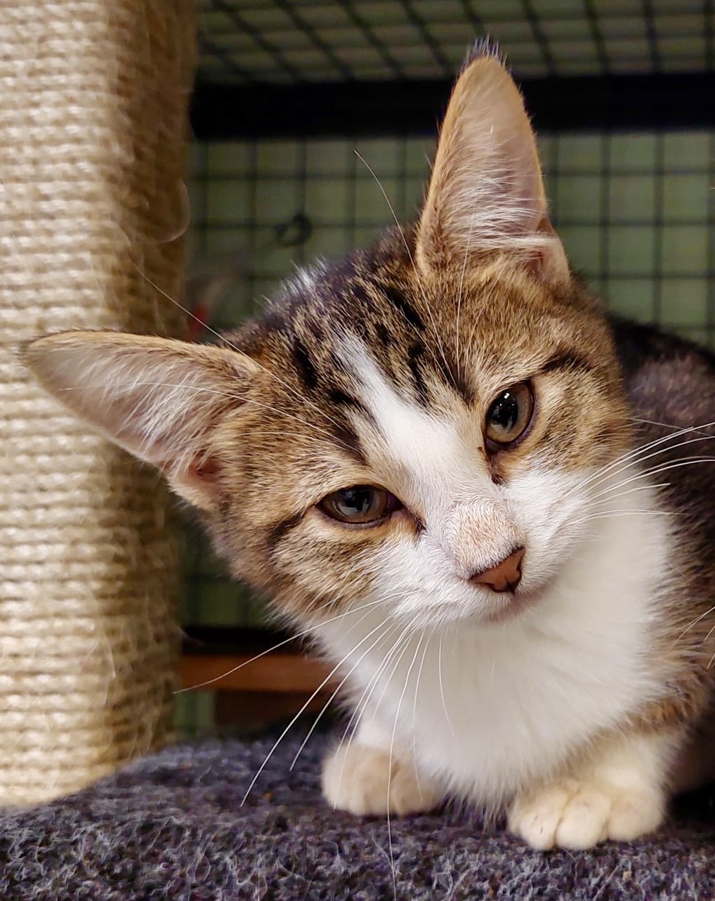 Lapis - affectionate kitten - Image 5