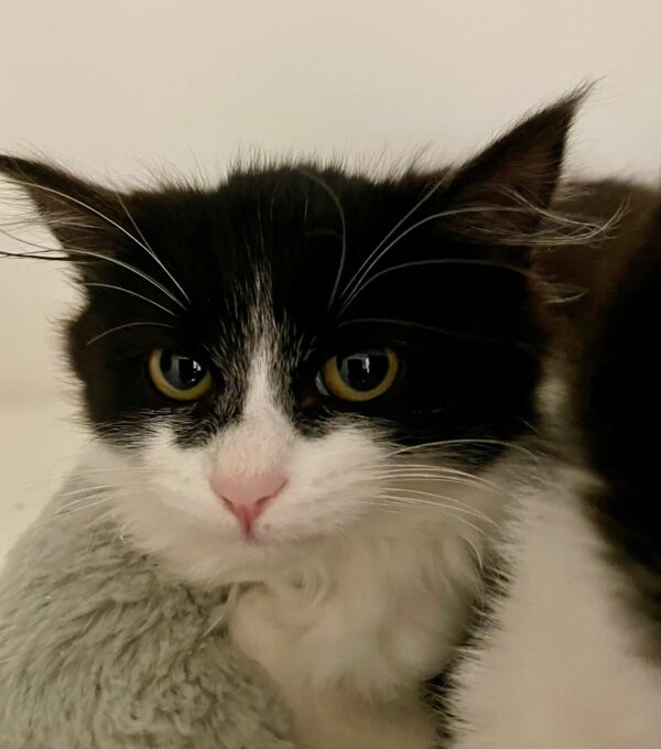 Amelia - sweet little cuddlebug - Image 4