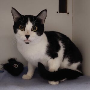 Jelly Bean - love at first pat