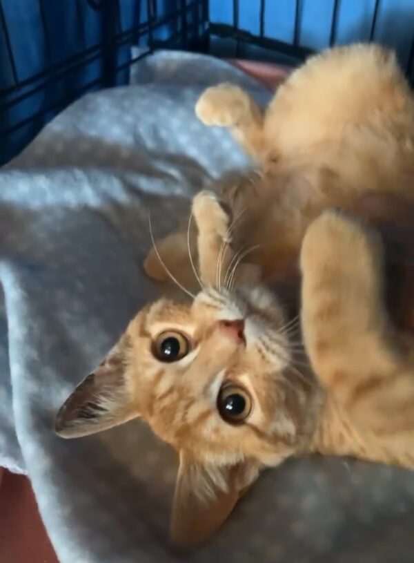 Griffin - give him a little time to smooch