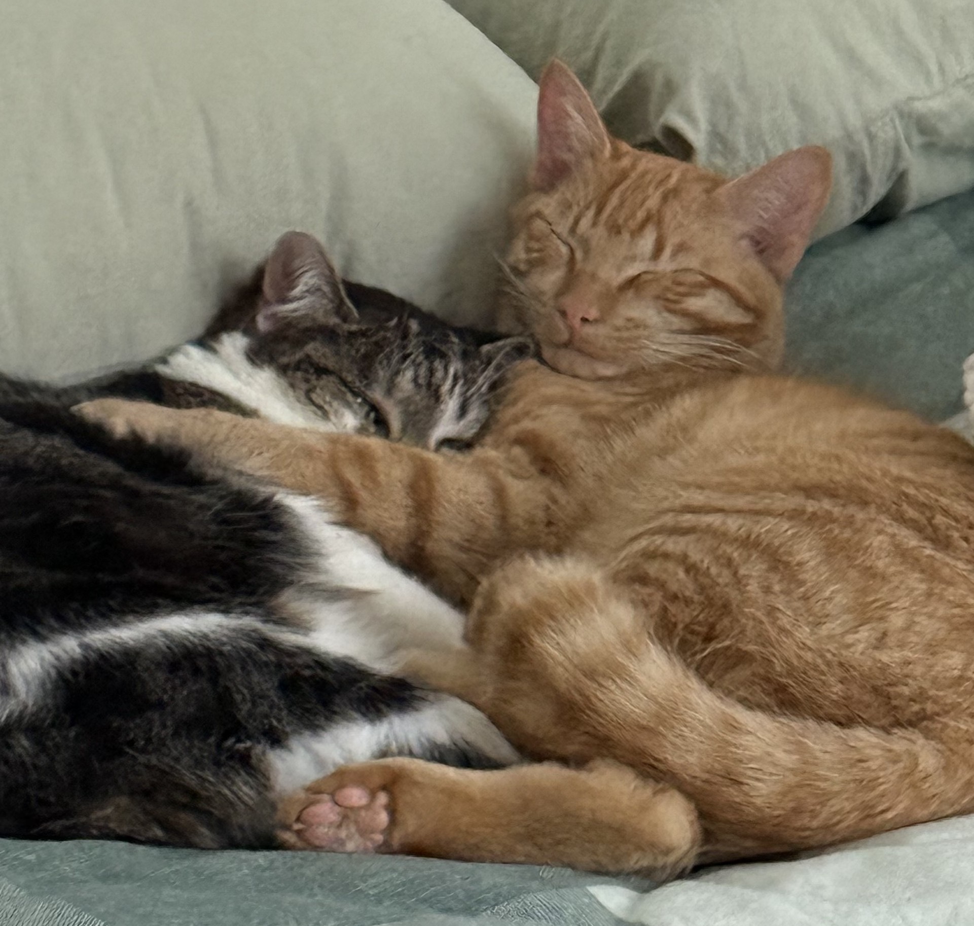 Happy tails – Jane – a new kitten has completed her life