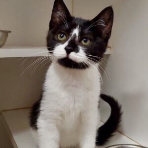 Lexi - gentle little soul