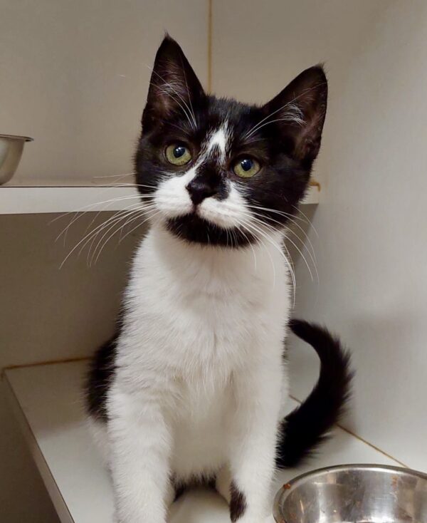 Lexi - gentle little soul