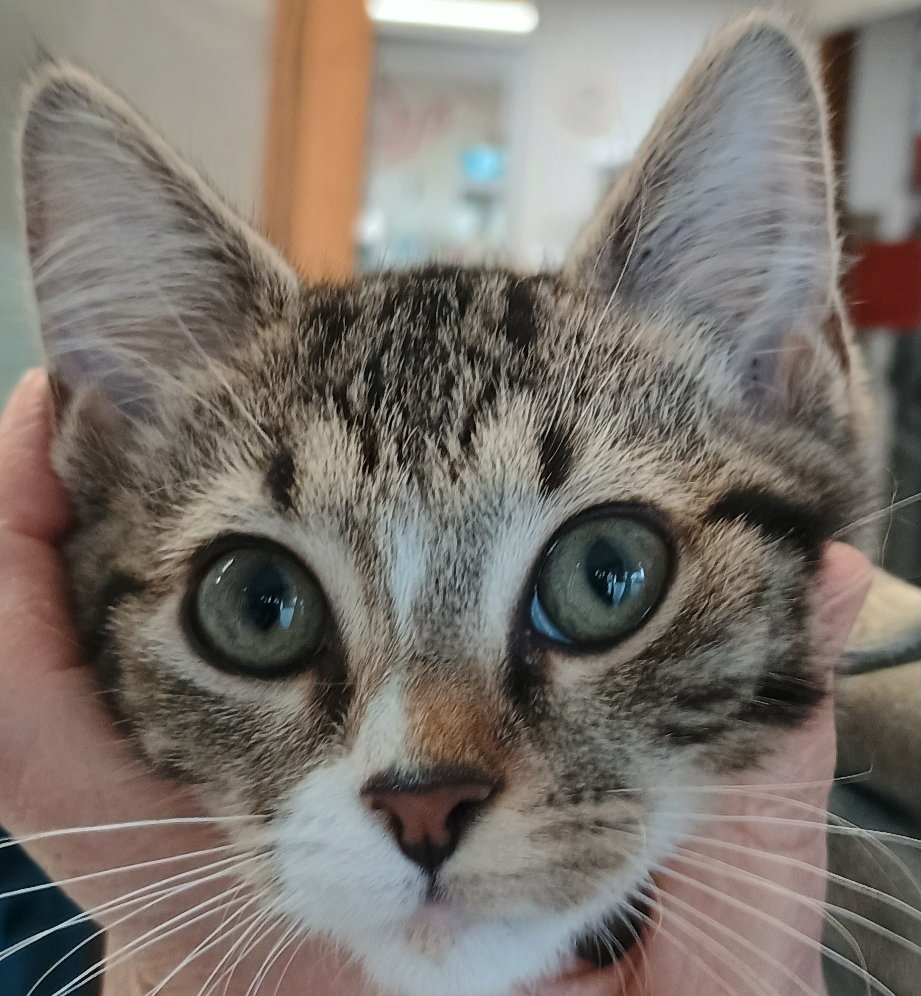 Osamu - curious and cuddly