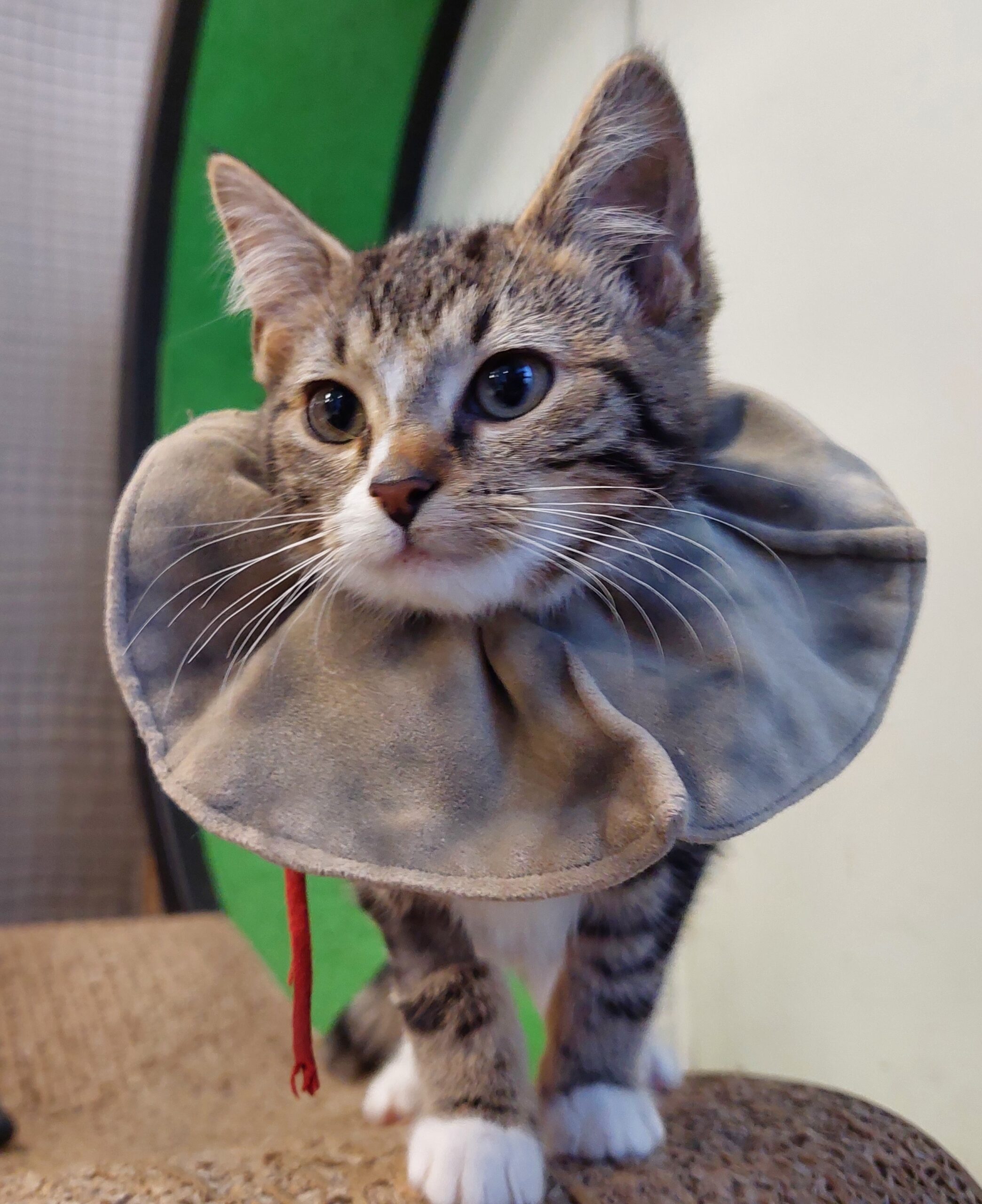 Osamu - curious and cuddly - Image 2