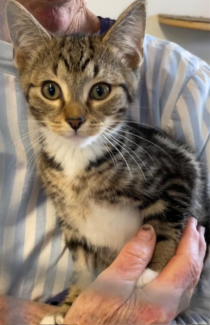 Aki โ Playful, Energetic & Always Ready for Mealtime! ๐พ - Image 2