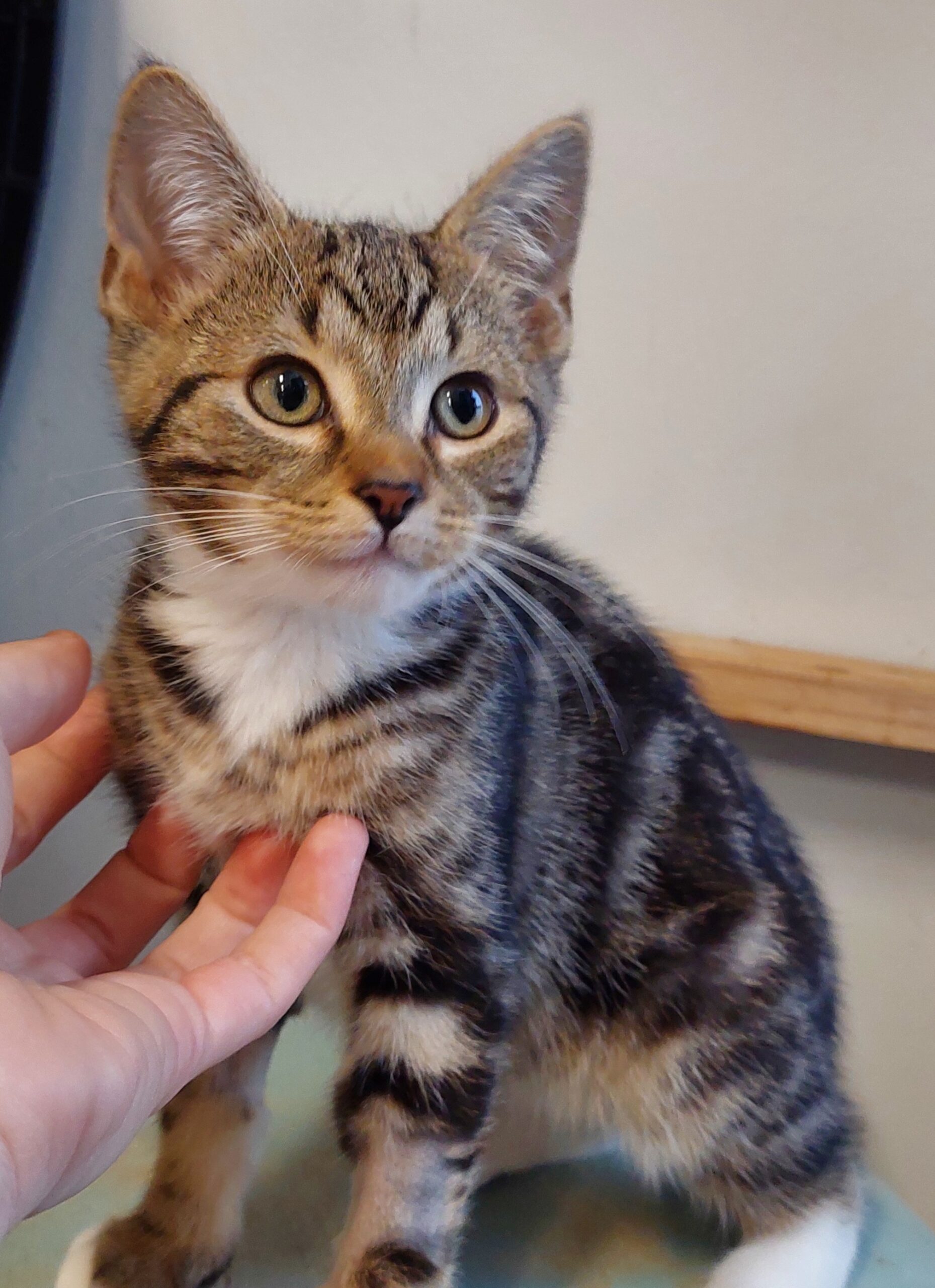 Aki โ Playful, Energetic & Always Ready for Mealtime! ๐พ