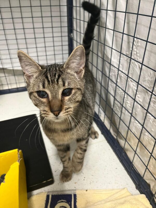 Ecco - special tabby looking for a loving home - Image 6