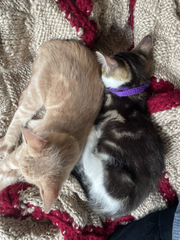 Osamu and Chuuya - inseparable brothers full of love - Image 6