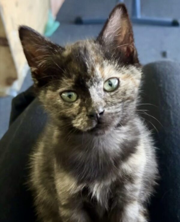 Hazel - sweetheart in a tortie coat - Image 5