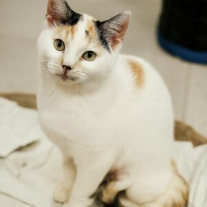 Vanilla - gentle snowflake