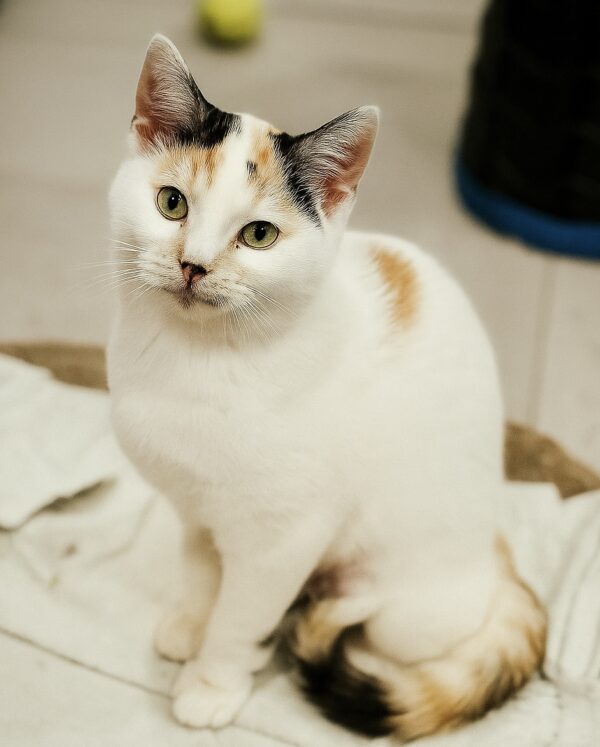 Vanilla - gentle snowflake
