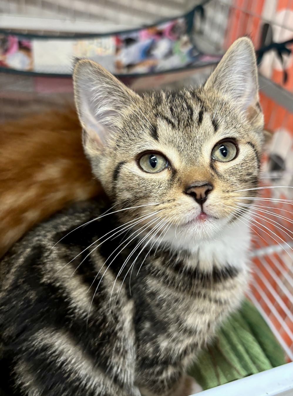 Aki โ Playful, Energetic & Always Ready for Mealtime! ๐พ - Image 3