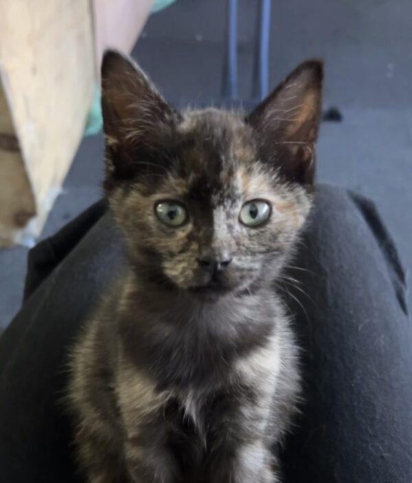 Hazel - sweetheart in a tortie coat - Image 6