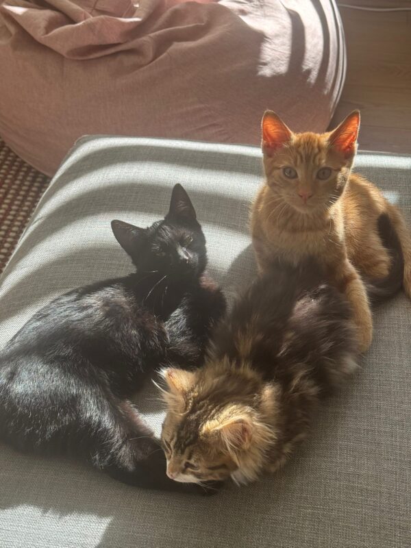 Rusty - well socialised and playful kitten - Image 3