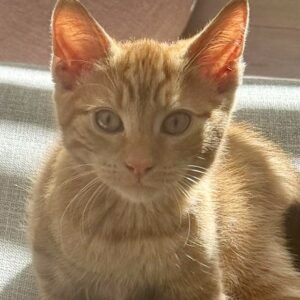 Rusty - well socialised and playful kitten